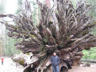 Near the roots of a fallen giant Sequoia